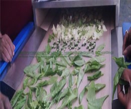 Black Tea Drying Process