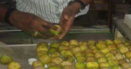 Fig Drying System - Image 4