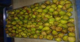 Fig Drying System - Image 5