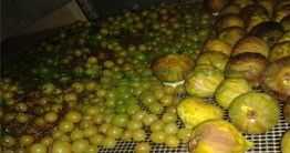Grapes Drying System - Image 1