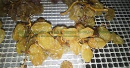 Grapes Drying System - Image 3