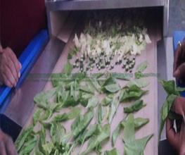 Black Tea Drying Process